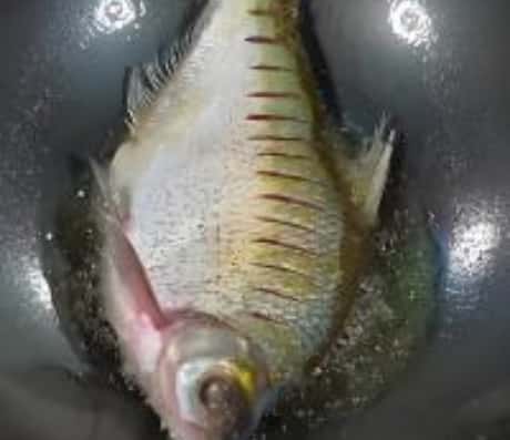 解梦：梦见鱼顺着水流流走