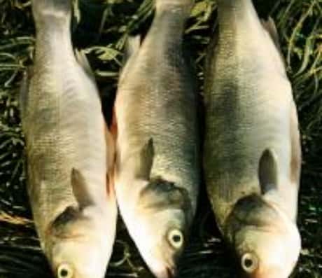 梦见鱼跃水面：一场生命的启示