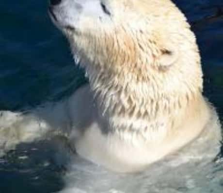 奇特的梦境：熊进屋里