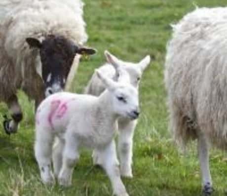 孕妇梦见羊死了的含义解读