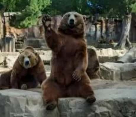 梦见小熊猫崽的含义解读