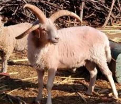 梦到羔羊的含义解读