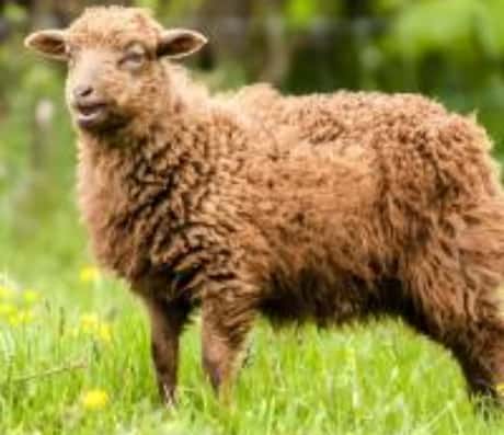 梦见羊粪沾身上的神秘寓意