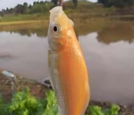 梦见鱼和水，寓意何为？