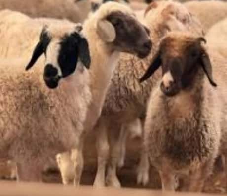 梦见羊丢了：解梦分享