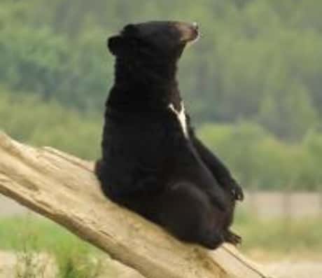 做梦梦见了熊，这代表什么意思？