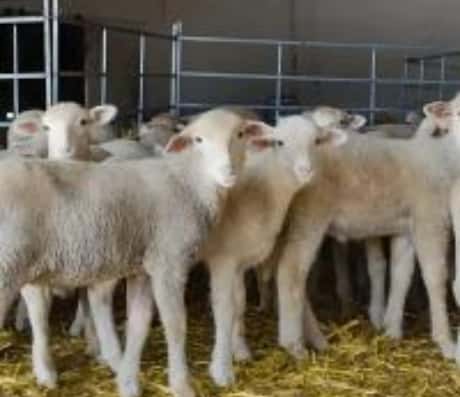 梦见了一只羊羔