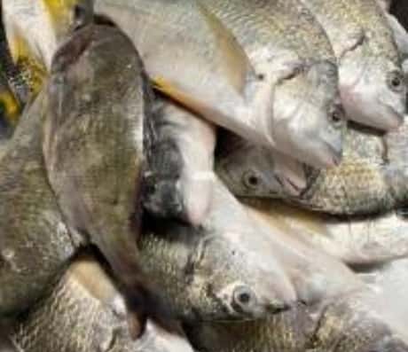 梦到鱼儿在水里跳跃：一场自然的启示