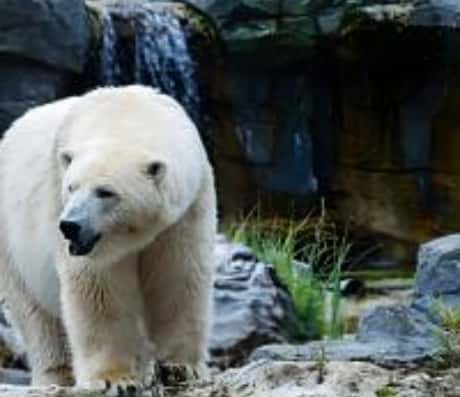 梦见熊瞎子追自己跑了：解读梦境与现实关联