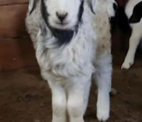 孕妇梦到小羊羔死了的含义与解读