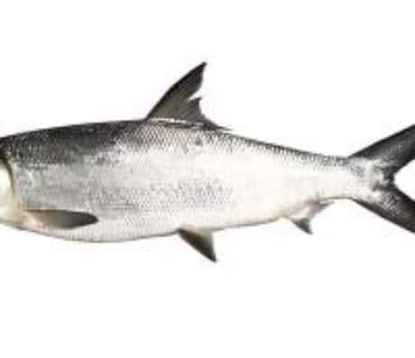 奇妙的梦境：鱼死而复生