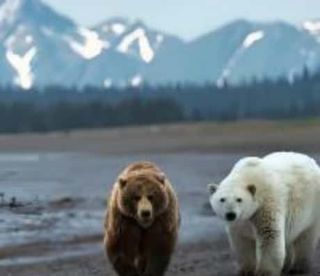 梦中惊现：熊入家中意欲何为