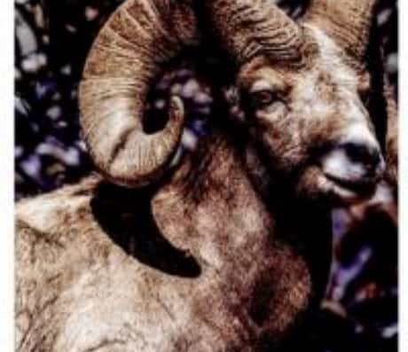 解梦：我梦见羊死了的含义