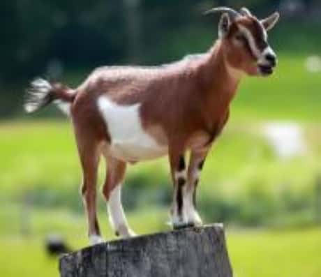 奇特的梦境：羊粪蛋蛋铺满地