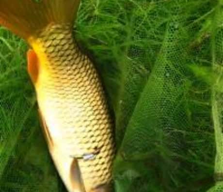 解梦：梦见鱼翻肚子死了的含义