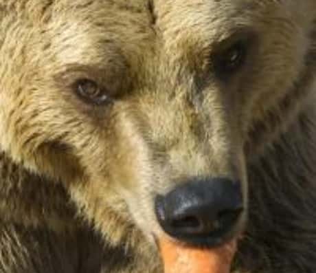 梦见熊代表的含义