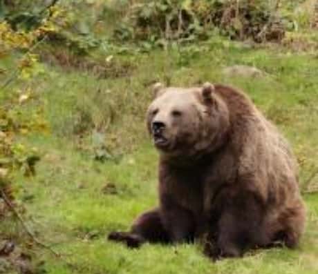 梦见熊的预兆解读