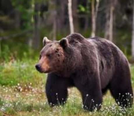 “梦里梦见熊”的意义探索