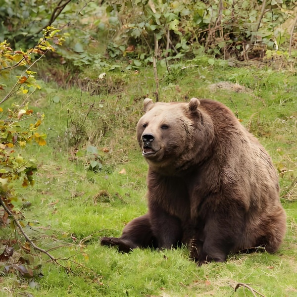 大熊造访我家门口