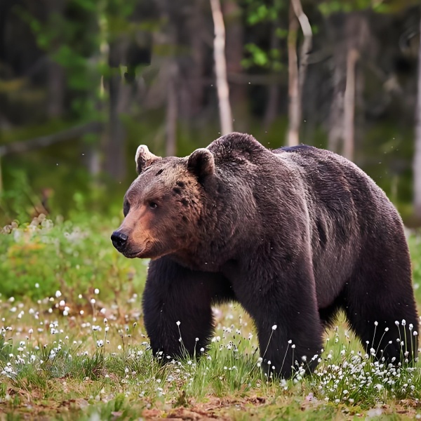 梦见熊预示着什么