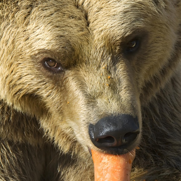 孕妇梦见熊猫：一场宁静而美好的梦境之旅