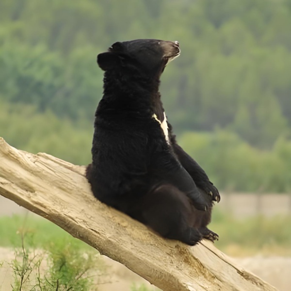 小熊瞎子梦境之旅