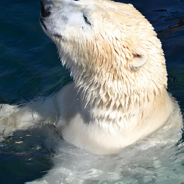 梦见熊进家是什么预兆？解读梦境中的隐喻