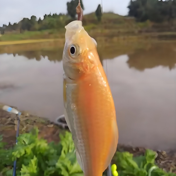 梦见捉鱼被咬的奇妙经历