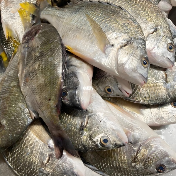 女性梦见鱼的七大预兆解读