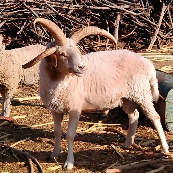 梦见羊驼是胎梦吗