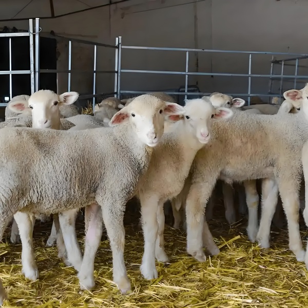 梦到羊丢了的含义解读