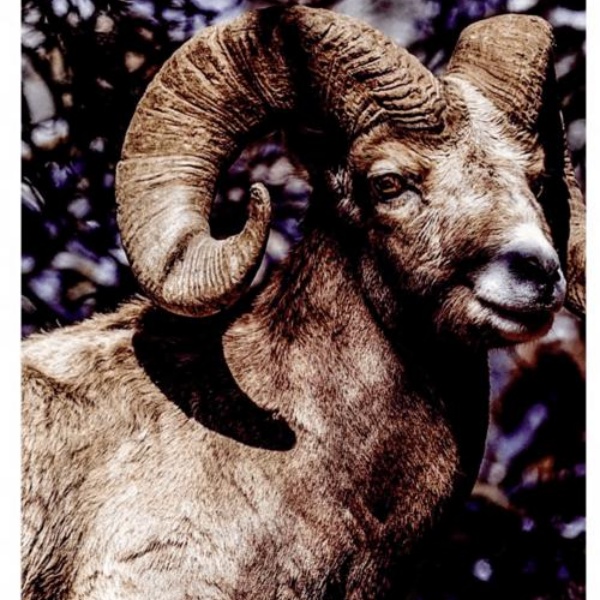 梦见羊是否预示着不好的运势？